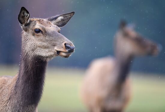Russia Deer