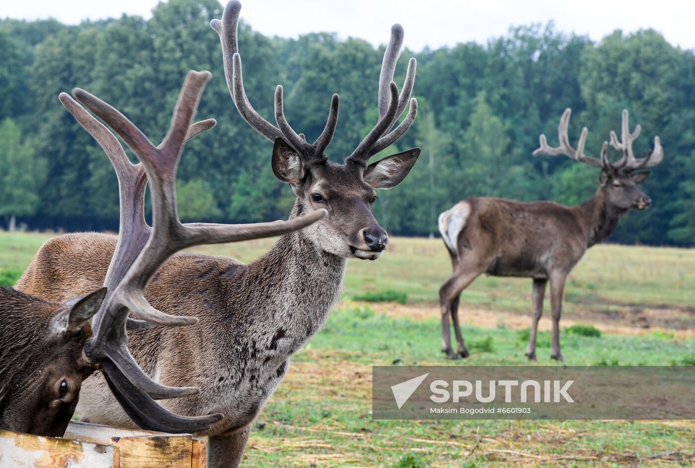 Russia Deer