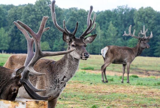Russia Deer