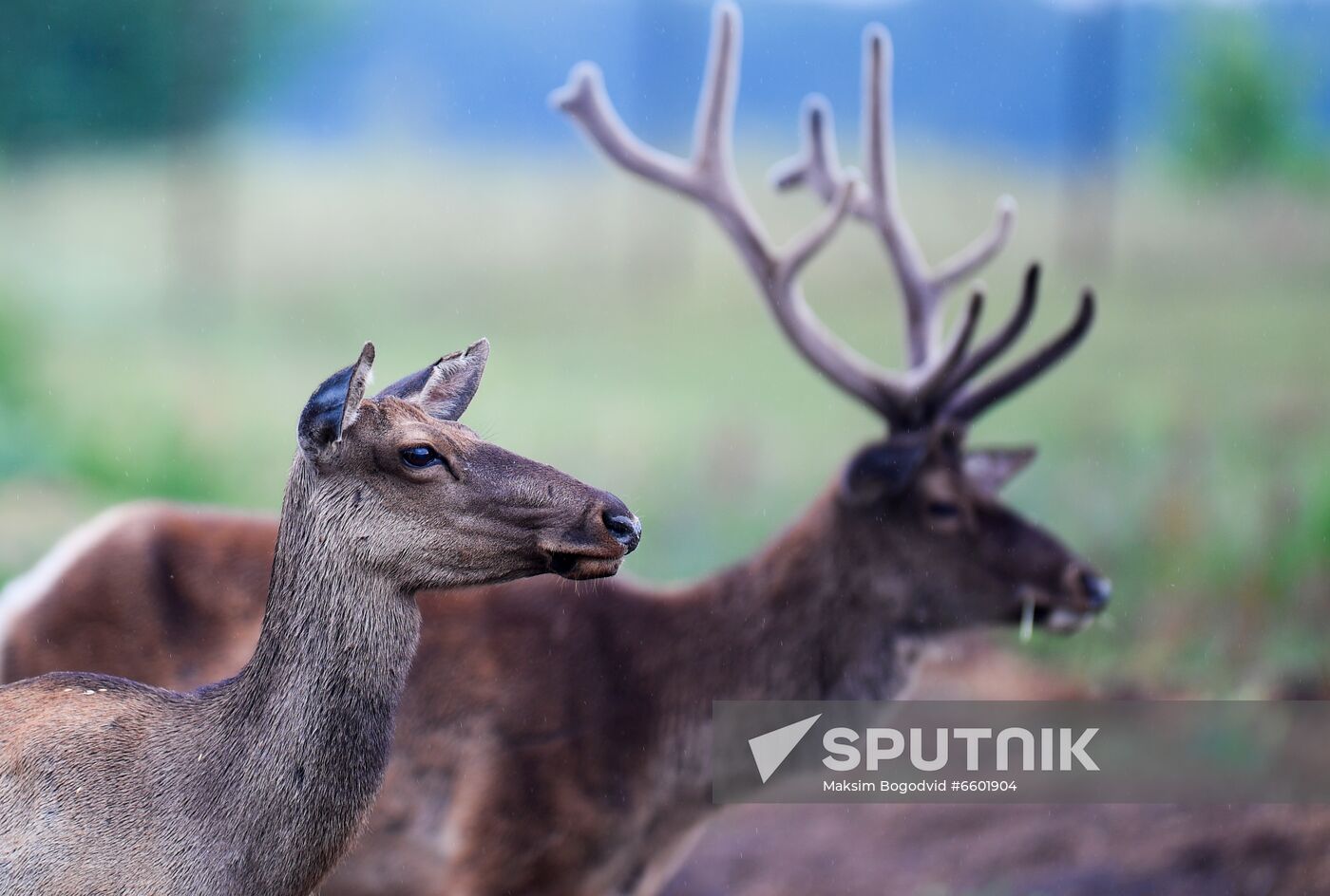 Russia Deer