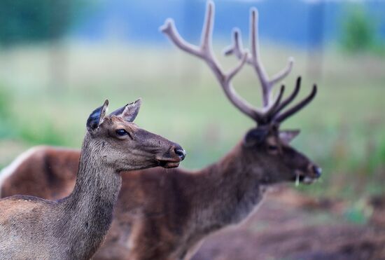 Russia Deer