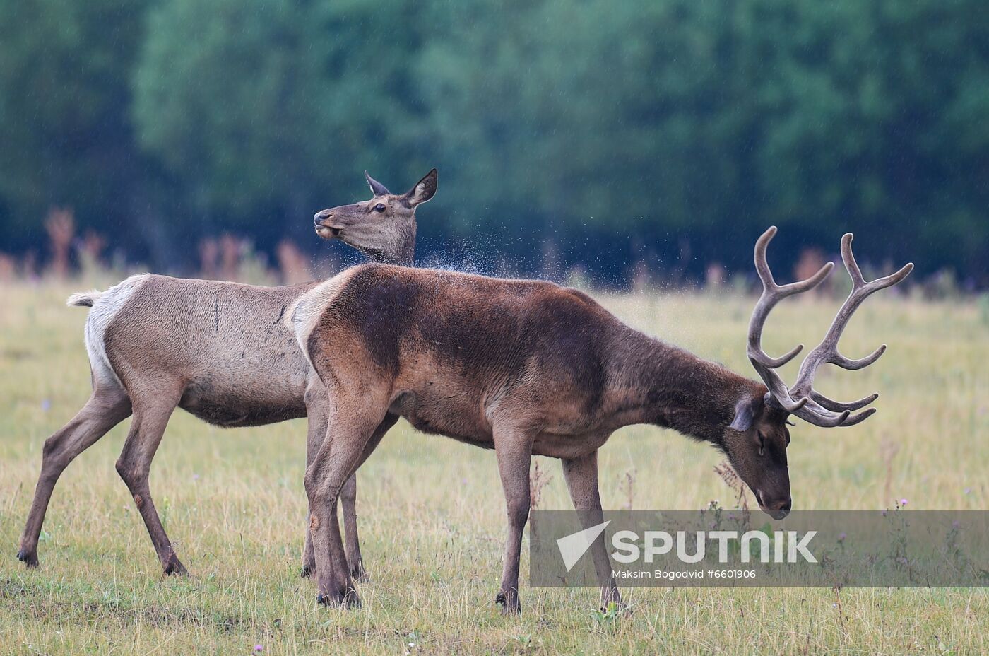 Russia Deer