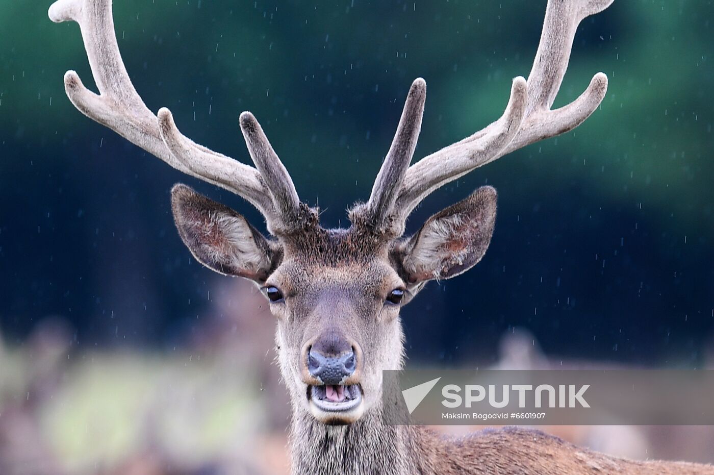 Russia Deer
