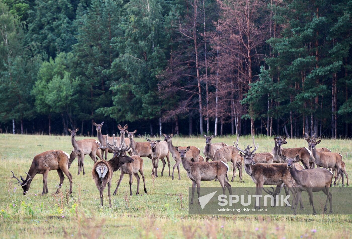 Russia Deer