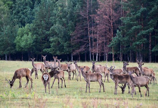 Russia Deer