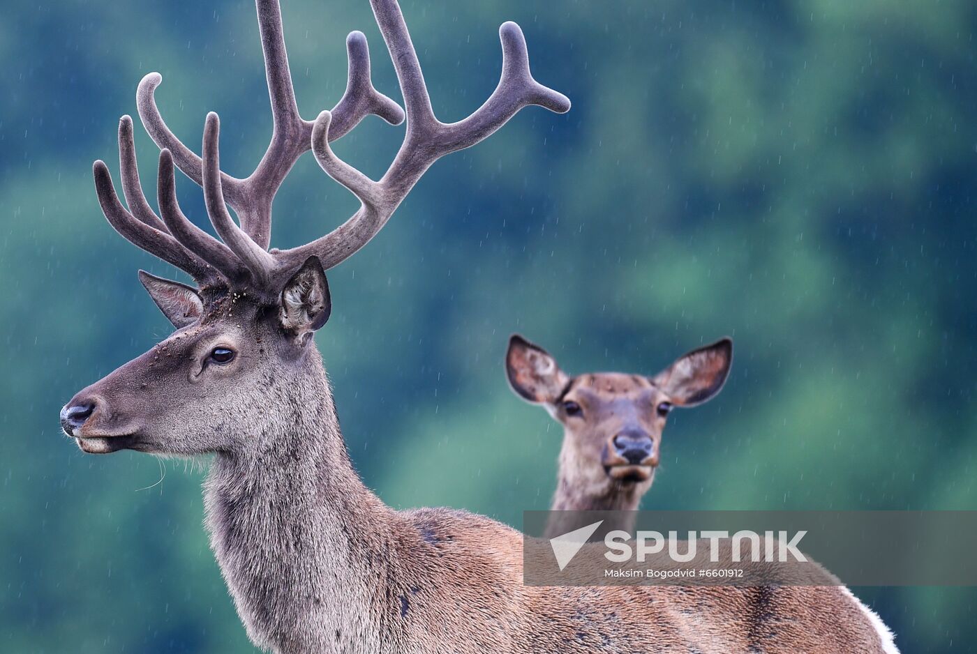 Russia Deer