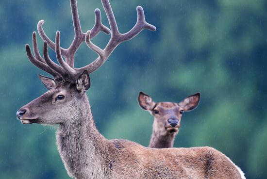Russia Deer