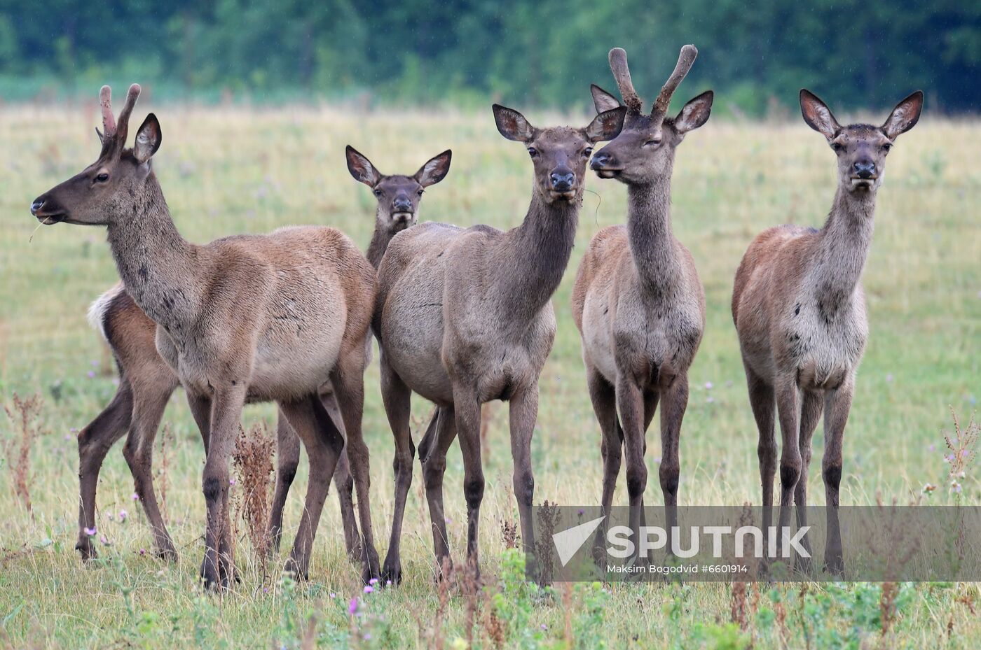 Russia Deer