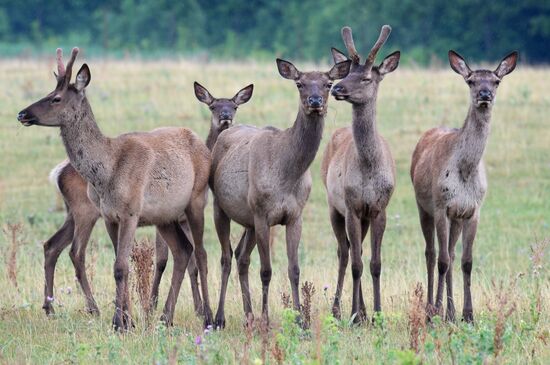 Russia Deer