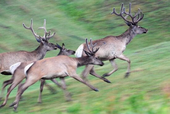 Russia Deer