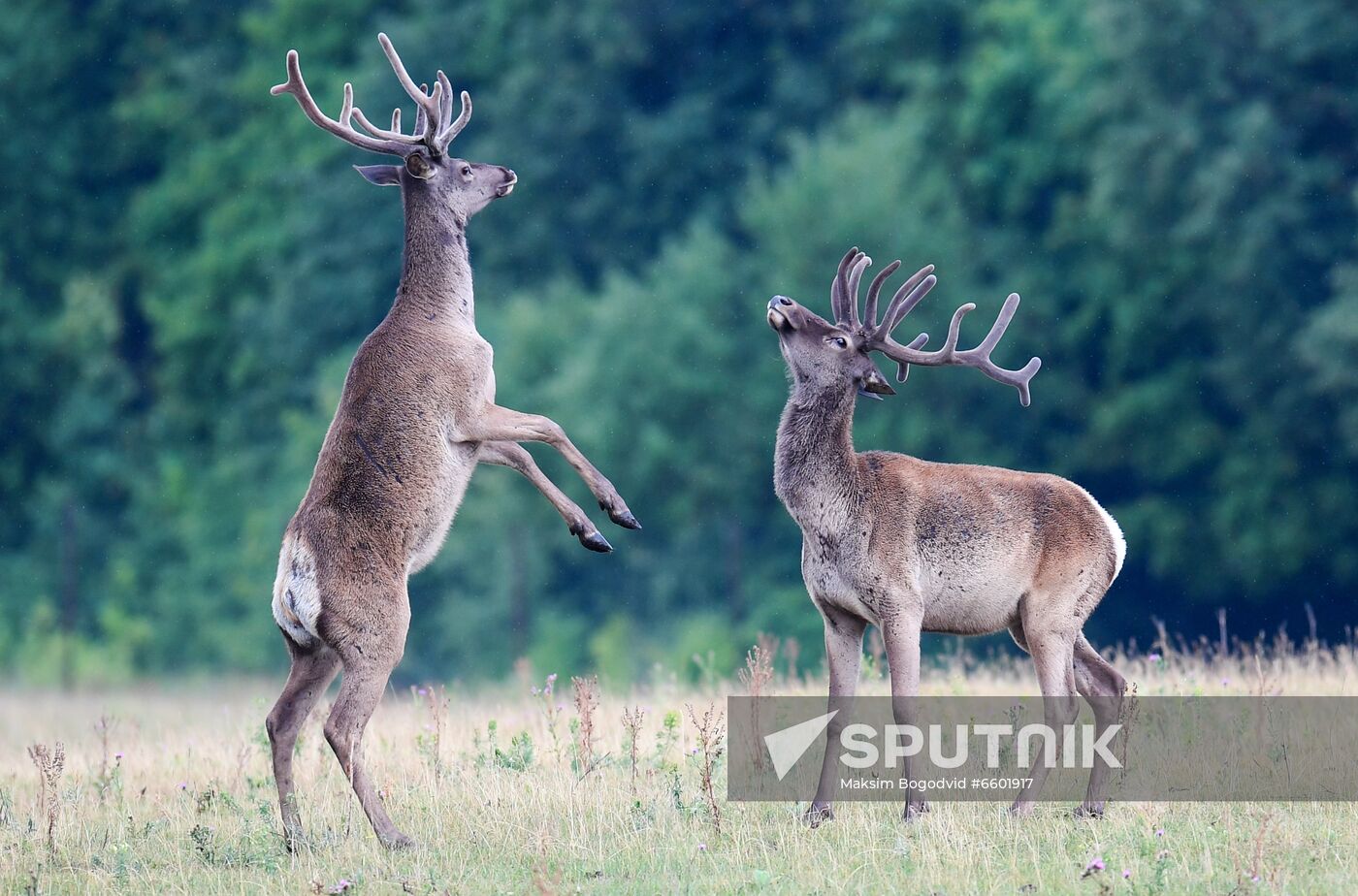 Russia Deer