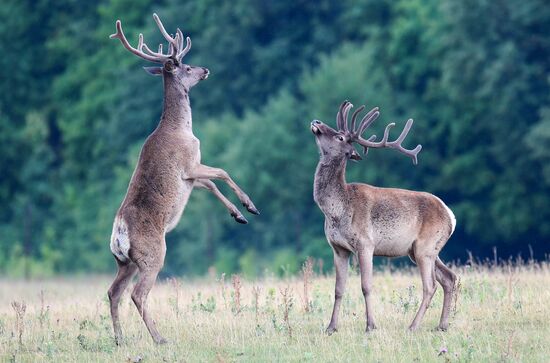 Russia Deer