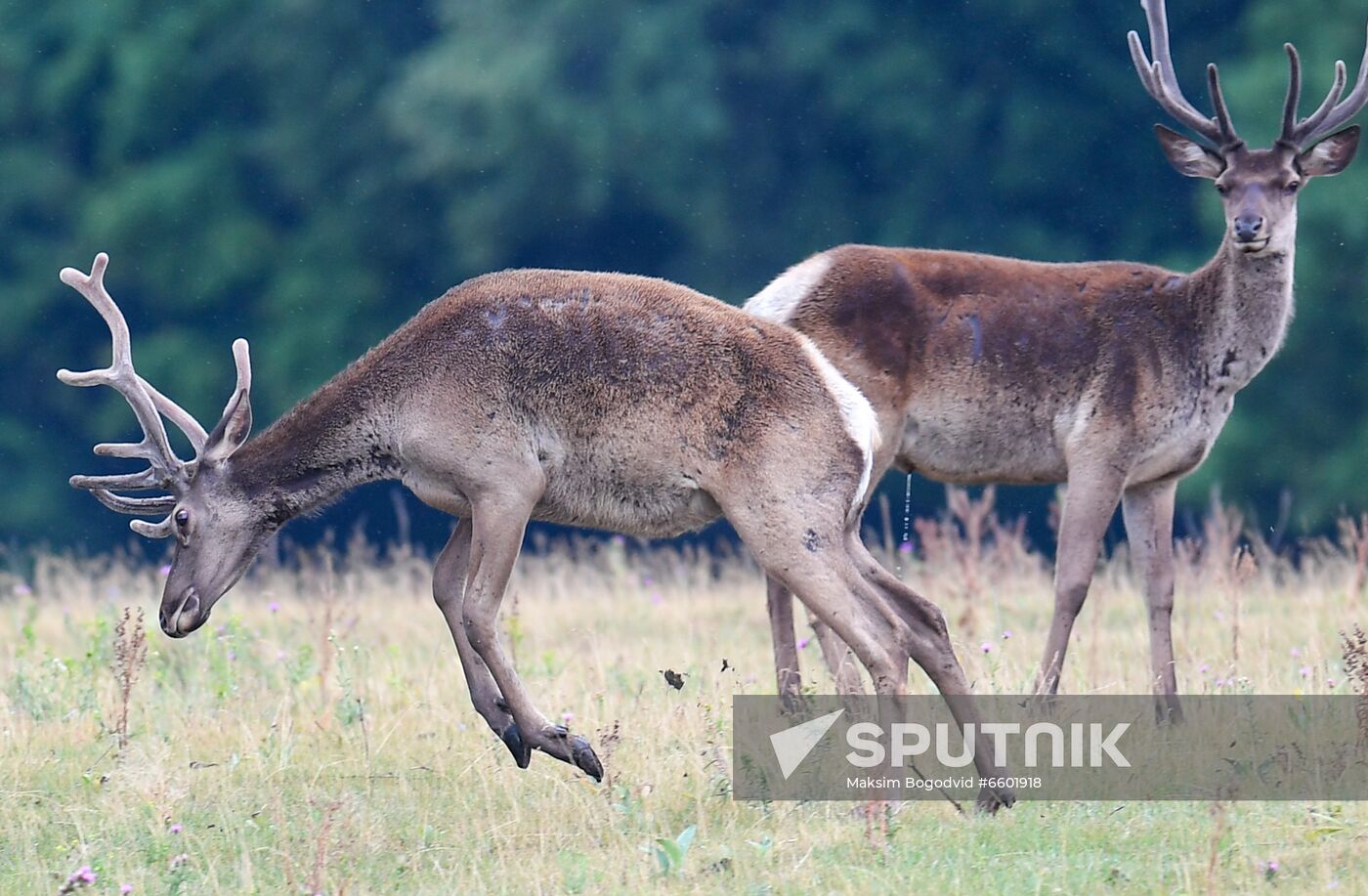 Russia Deer
