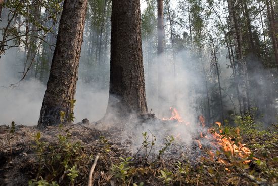 Russia Wildfires
