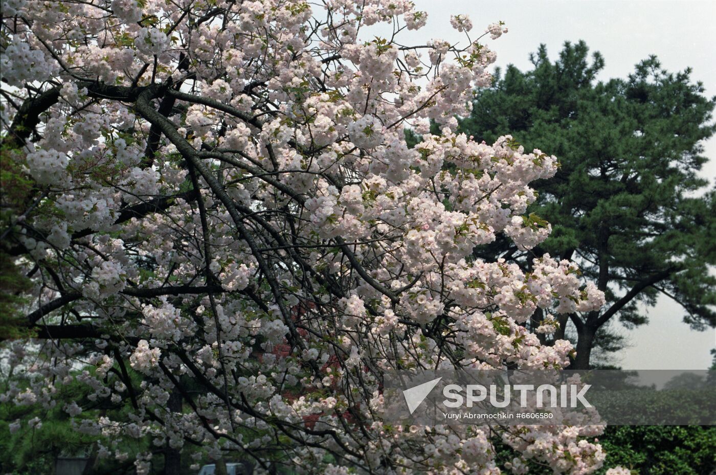 Sakura in bloom