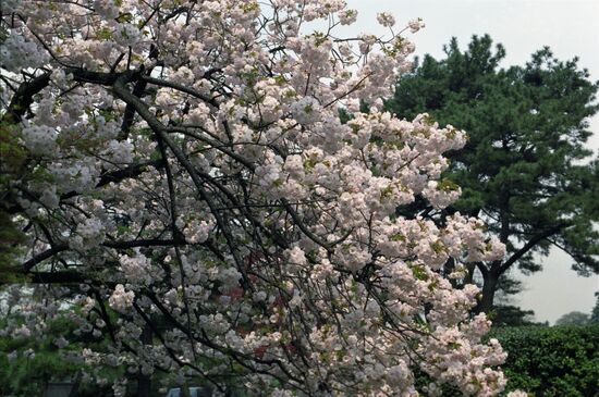 Sakura in bloom
