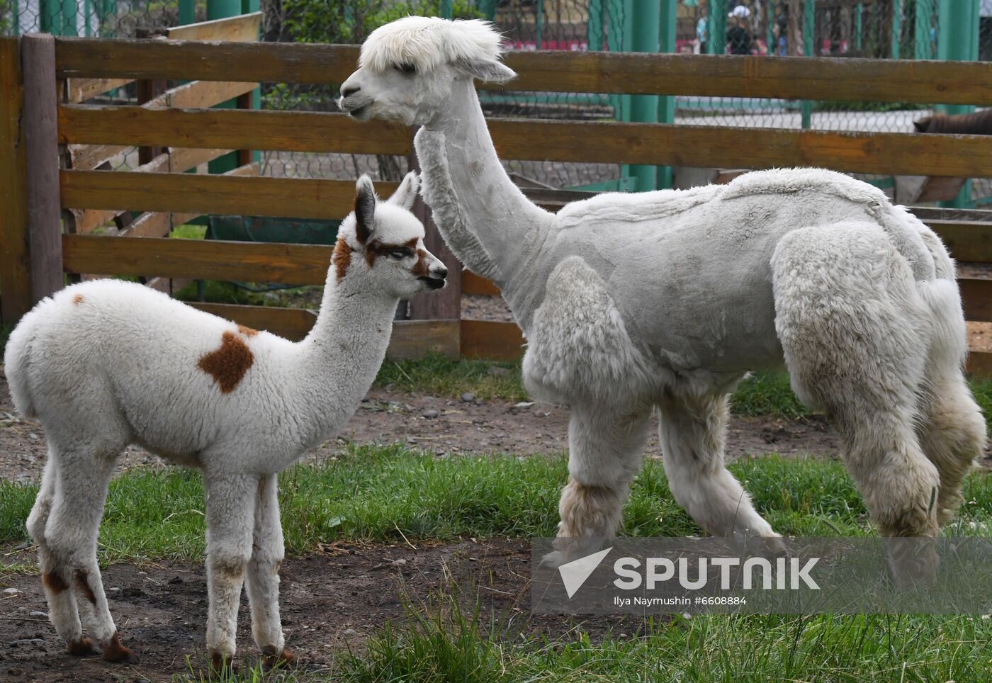 Russia Zoo