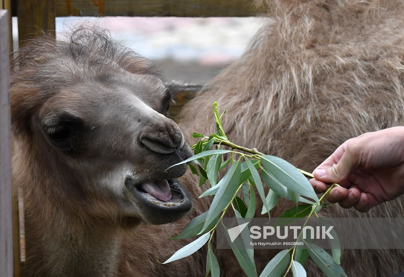 Russia Zoo