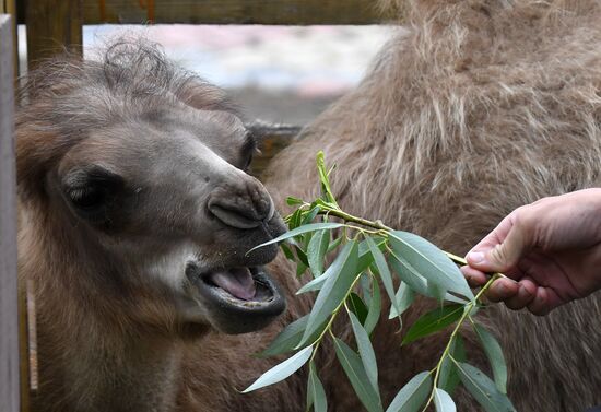 Russia Zoo