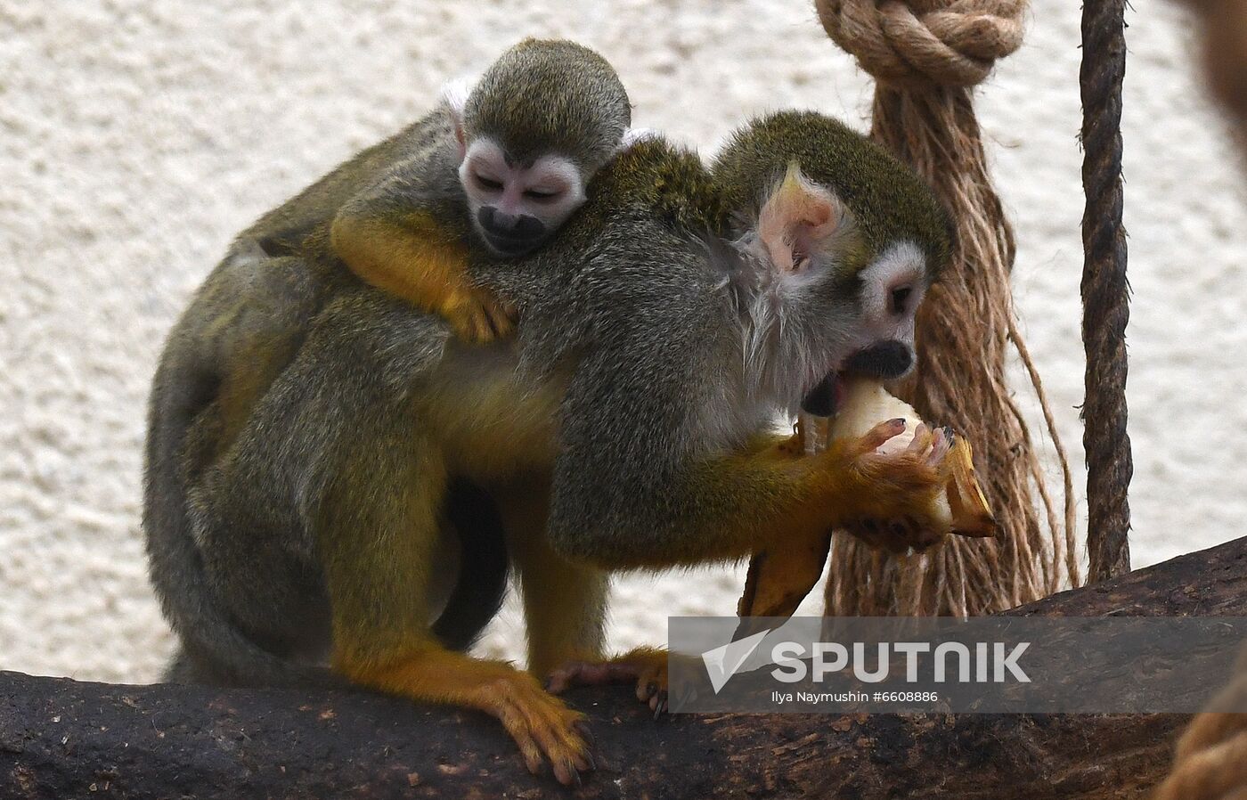 Russia Zoo