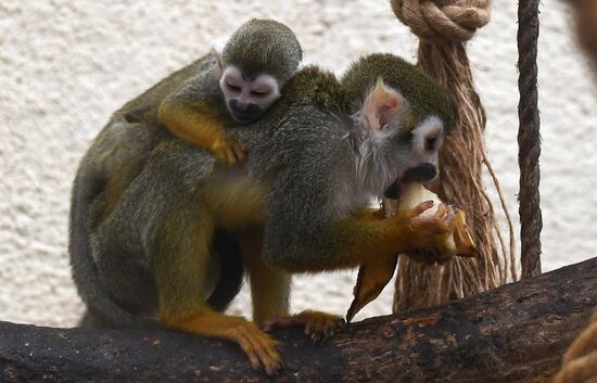 Russia Zoo