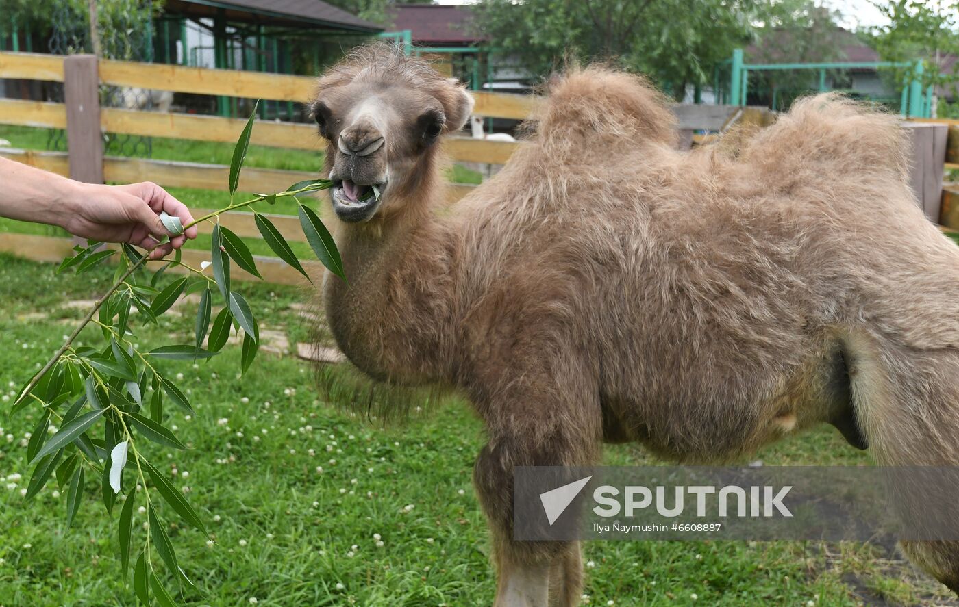 Russia Zoo