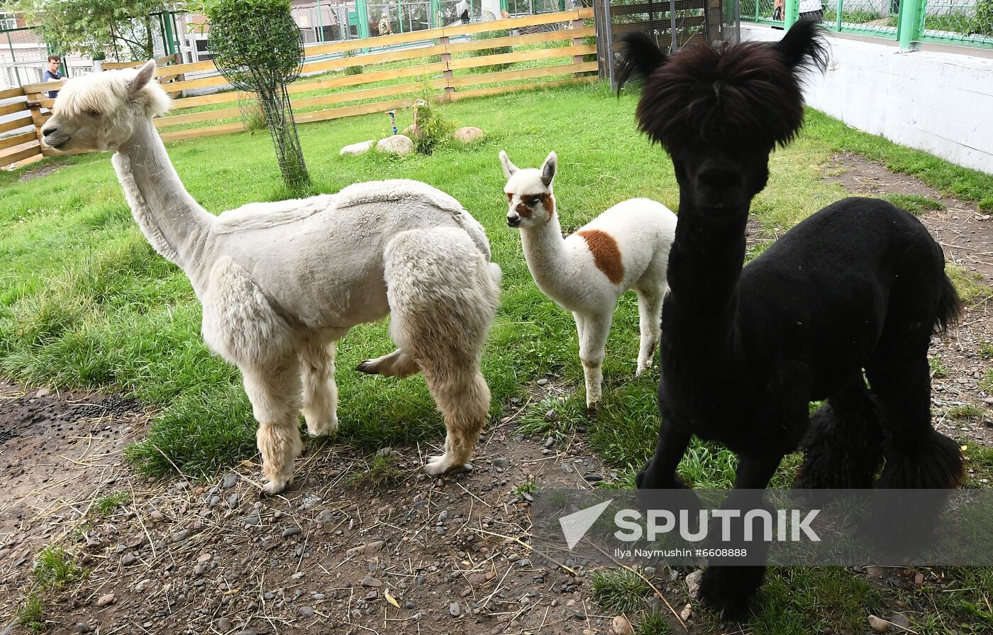 Russia Zoo
