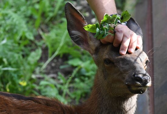 Russia Zoo