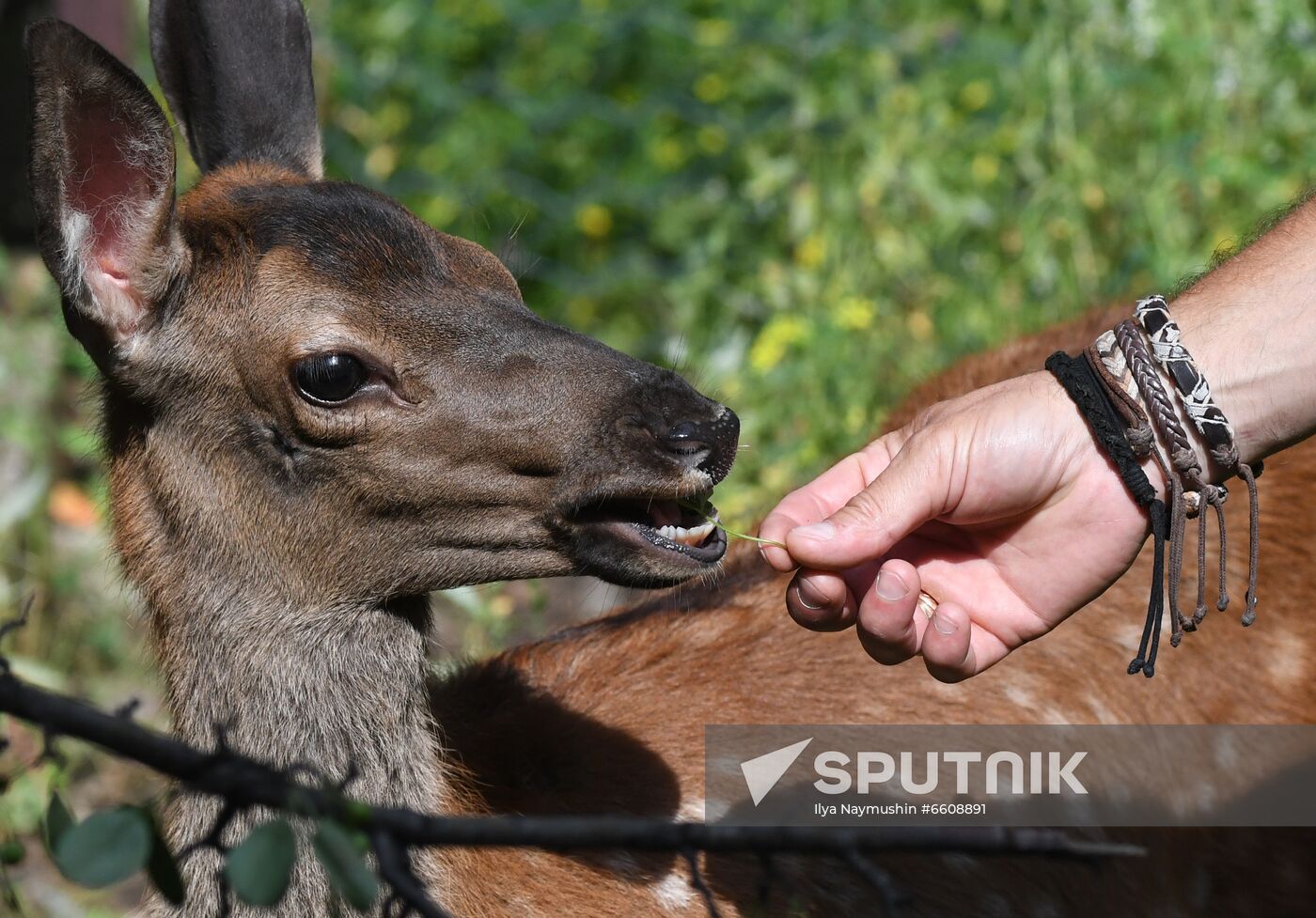 Russia Zoo