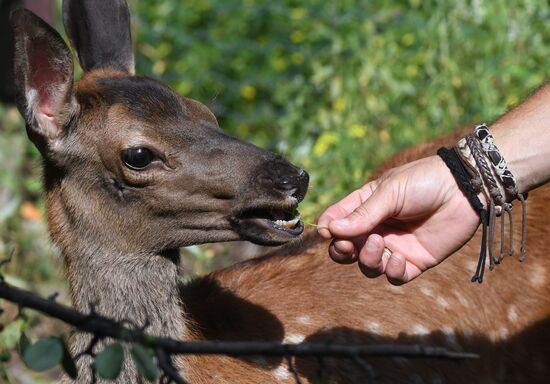 Russia Zoo