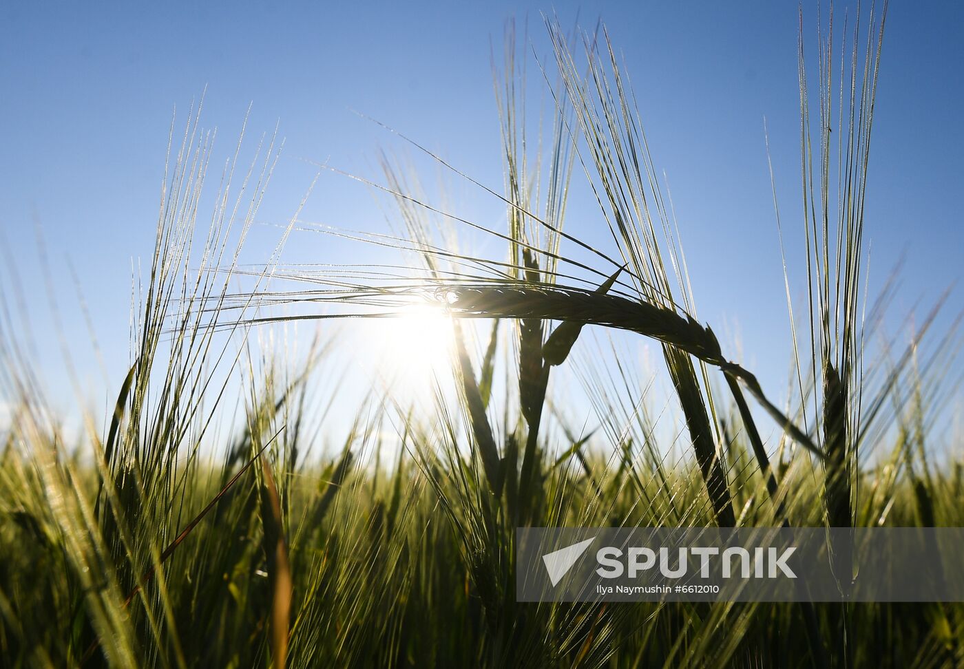 Russia Agriculture Wheat Harvesting