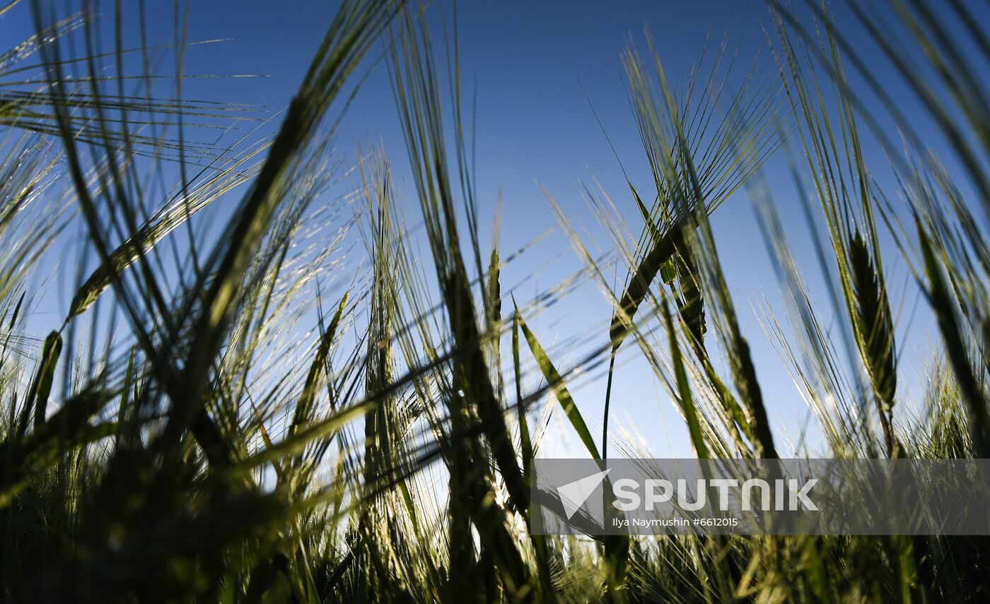 Russia Agriculture Wheat Harvesting
