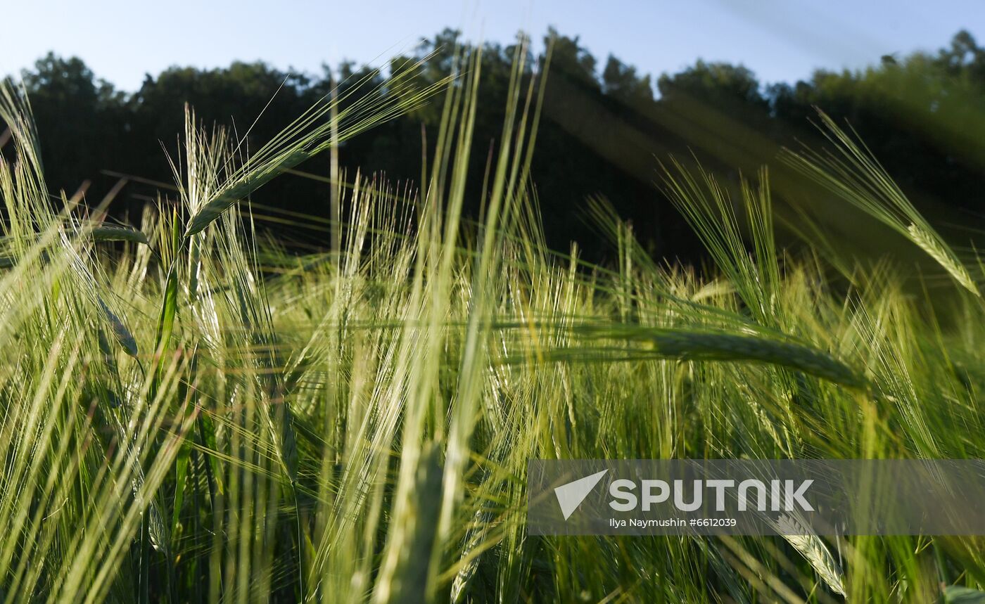 Russia Agriculture Wheat Harvesting