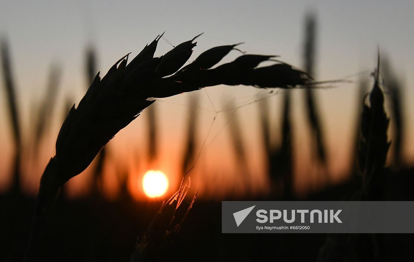 Russia Agriculture Wheat Harvesting