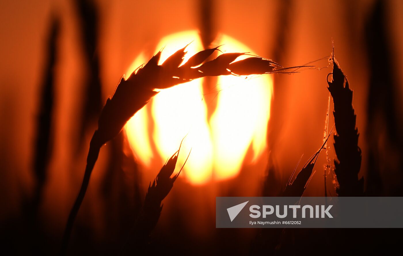 Russia Agriculture Wheat Harvesting