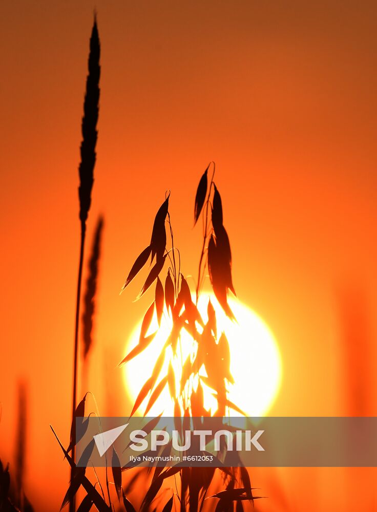 Russia Agriculture Wheat Harvesting