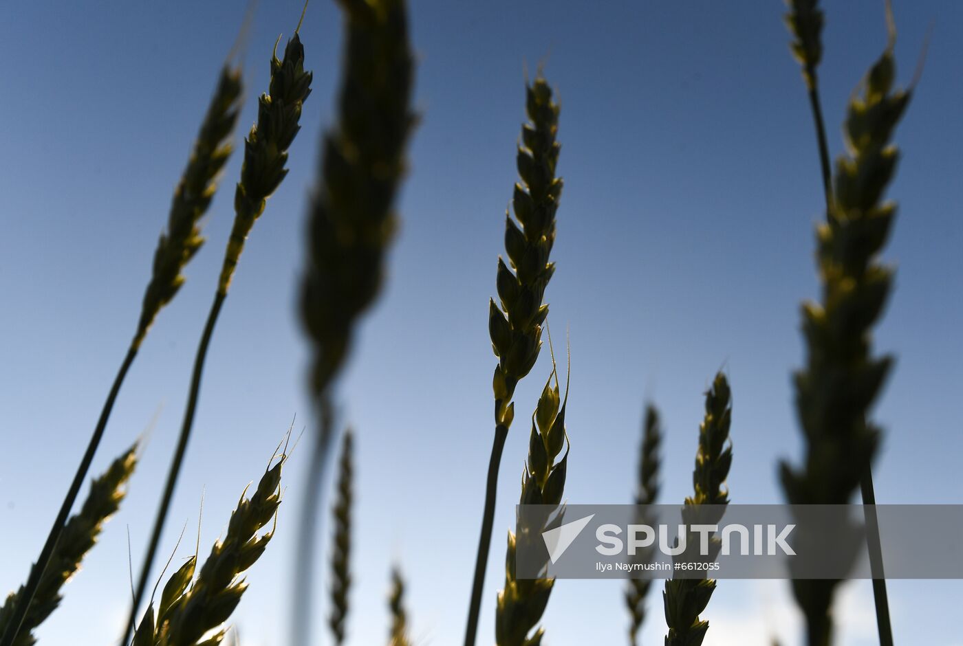 Russia Agriculture Wheat Harvesting
