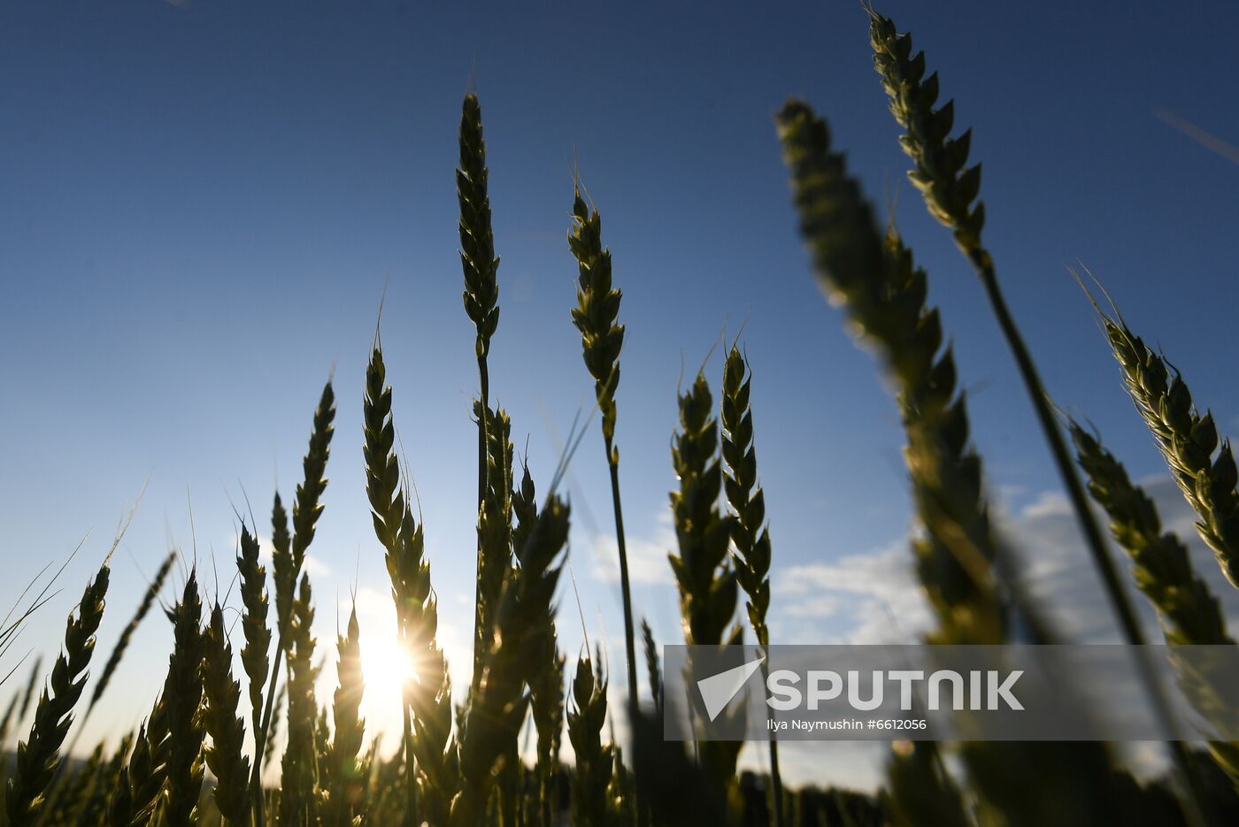Russia Agriculture Wheat Harvesting
