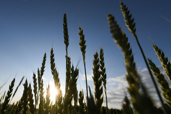 Russia Agriculture Wheat Harvesting