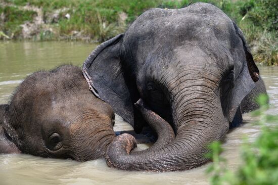 Russia  Elephants Sanatorium
