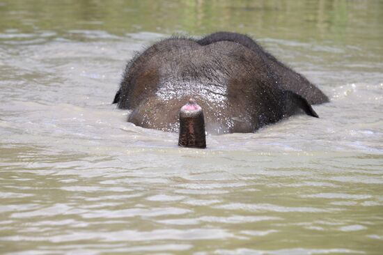 Russia  Elephants Sanatorium