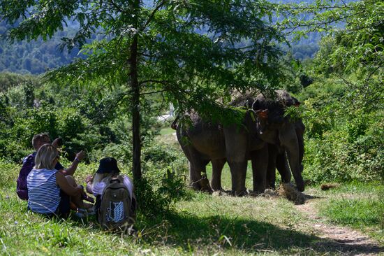 Russia  Elephants Sanatorium