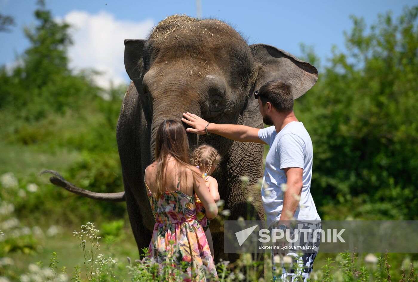 Russia  Elephants Sanatorium