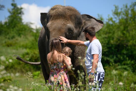 Russia  Elephants Sanatorium