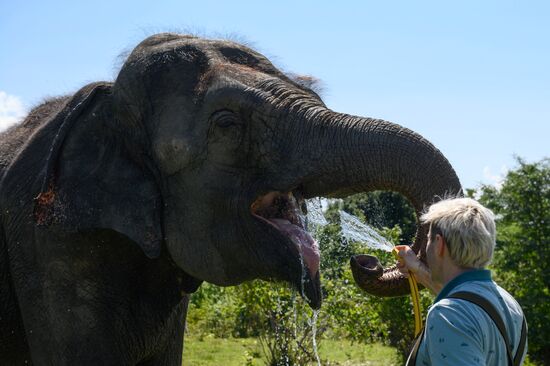 Russia  Elephants Sanatorium