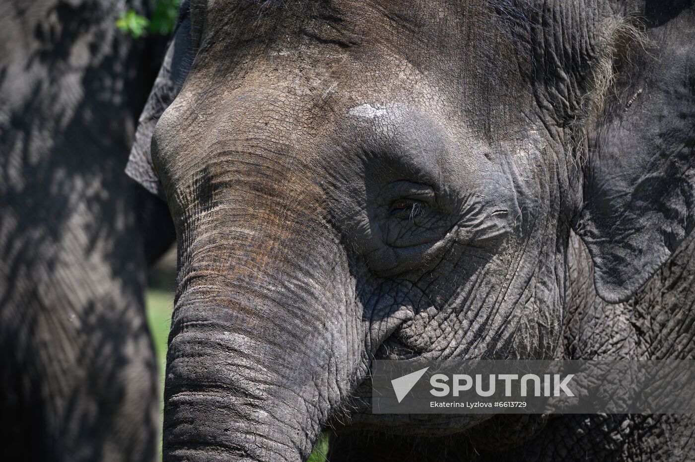 Russia  Elephants Sanatorium