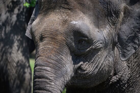 Russia  Elephants Sanatorium