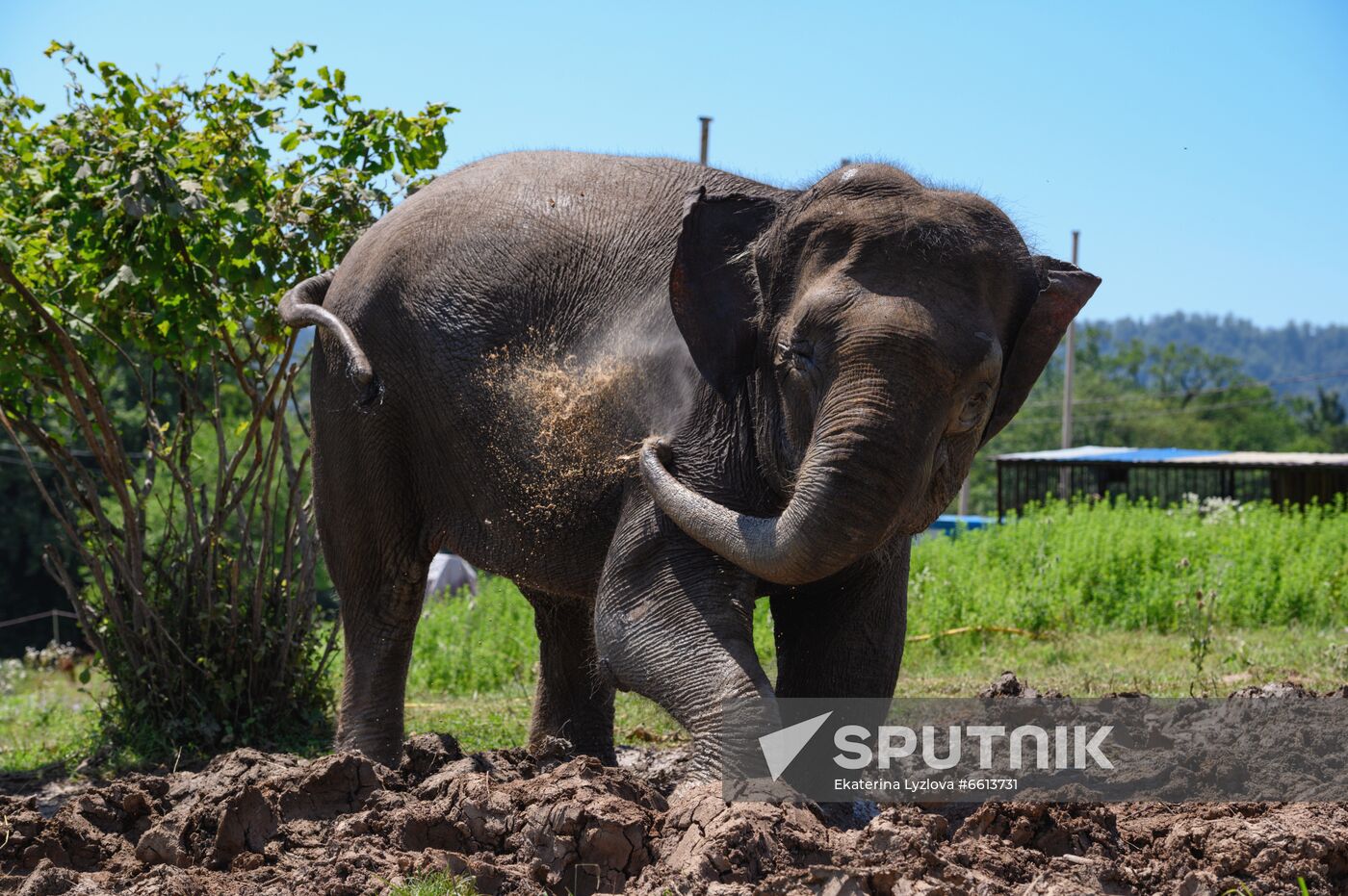 Russia  Elephants Sanatorium