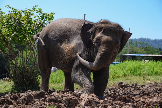 Russia  Elephants Sanatorium