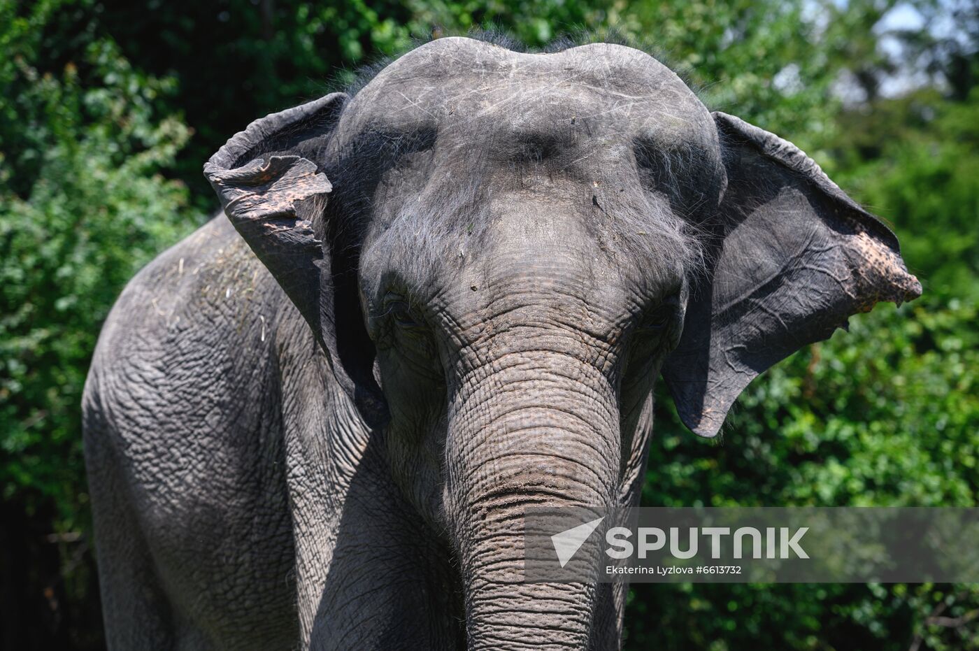 Russia  Elephants Sanatorium